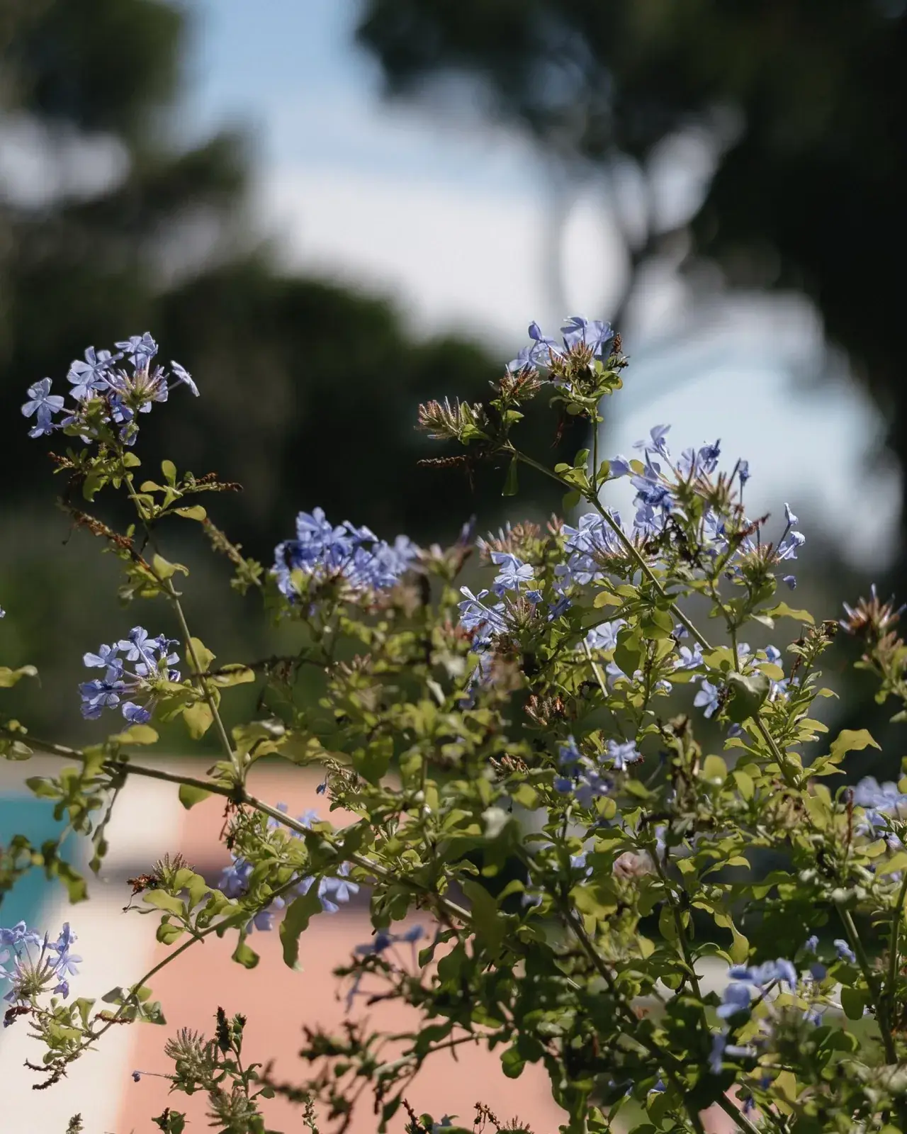 Bl&uuml;ten im Detail &ndash; die kleinen Momente dazwischen